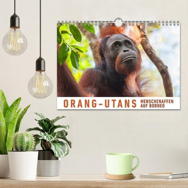 Produktbild: Orang-Utans Menschenaffen auf Borneo (Wandkalender 2026 DIN A4 quer), CALVENDO Monatskalender