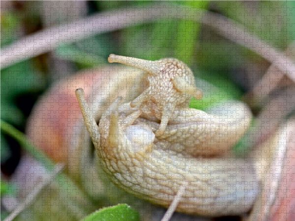 Produktbild: CALVENDO Puzzle Paarung der Weinbergschnecke (Helix pomatia) 1000 Teile Lege-Gr&ouml;&szlig;e 64 x 48 cm Foto-Puzzle Bild von Christine Schmutzler-Schaub
