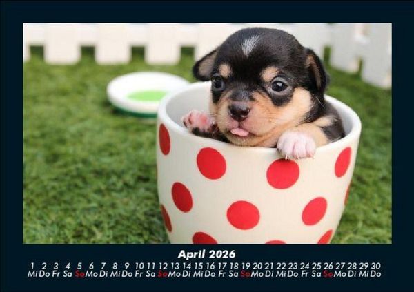 Produktbild: Welpen 2026 Fotokalender DIN A5
