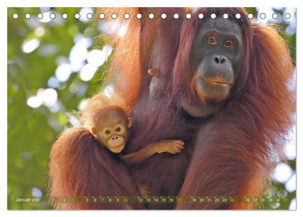 Produktbild: Waldmenschen - Orang Utans auf Borneo (Tischkalender 2026 DIN A5 quer), CALVENDO Monatskalender