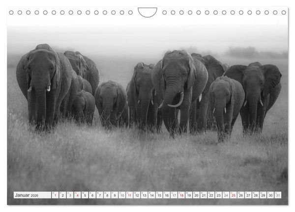 Produktbild: Emotionale Momente: Elefanten in black & white (Wandkalender 2026 DIN A4 quer), CALVENDO Monatskalender