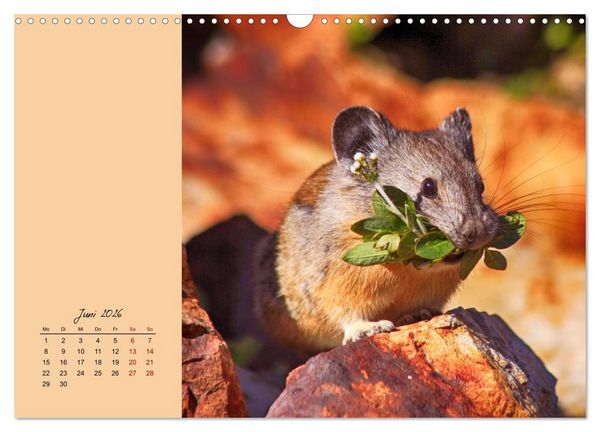 Produktbild: Mausige Zeiten! Putzige Gesellen mit Knopfaugen (Wandkalender 2026 DIN A3 quer), CALVENDO Monatskalender