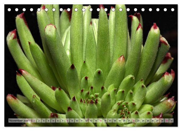Produktbild: Sempervivum - Hauswurz (Tischkalender 2026 DIN A5 quer), CALVENDO Monatskalender