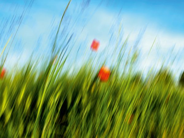 Produktbild: CALVENDO Puzzle MohnARTig 1000 Teile Lege-Gr&ouml;&szlig;e 64 x 48 cm Foto-Puzzle Bild von Martina Marten