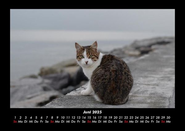 Produktbild: Katzen 2025 Fotokalender DIN A3