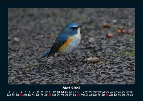 Produktbild: Vogelparadies 2025 Fotokalender DIN A5
