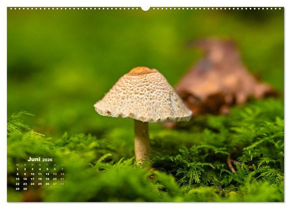 Produktbild: Fantastische Pilzwelten (Wandkalender 2026 DIN A2 quer), CALVENDO Monatskalender
