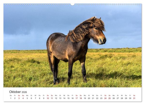Produktbild: Freiheitsliebende Wildpferde (Wandkalender 2026 DIN A2 quer), CALVENDO Monatskalender