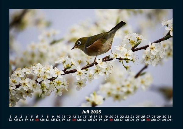 Produktbild: Vogelparadies 2025 Fotokalender DIN A4