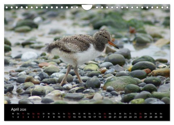 Produktbild: Hochseeeinsel Helgoland (Wandkalender 2026 DIN A4 quer), CALVENDO Monatskalender