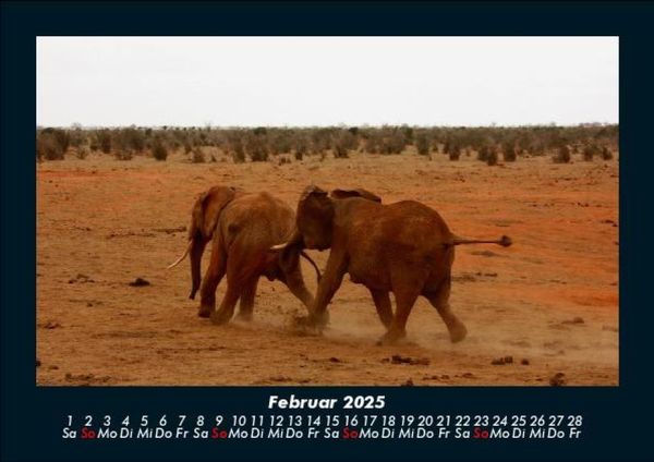 Produktbild: Elefanten - Die sanften Riesen Afrikas 2025 Fotokalender DIN A5