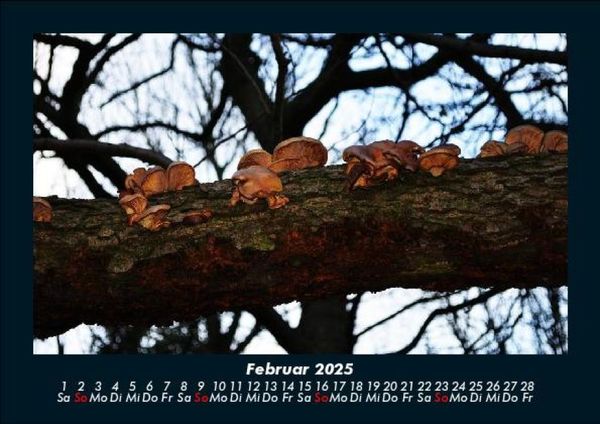 Produktbild: Pilzkalender 2025 Fotokalender DIN A5