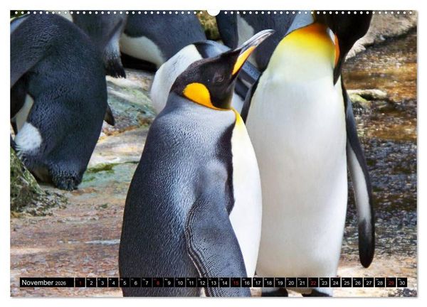 Produktbild: Pinguine - Watscheln im festlichen Kleid (Wandkalender 2026 DIN A2 quer), CALVENDO Monatskalender