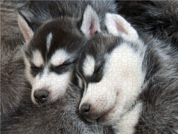 Produktbild: CALVENDO Puzzle Sibirische Husky Welpen schlafen und tr&auml;umen von Abenteuern im Schnee 1000 Teile Lege-Gr&ouml;&szlig;e 64 x 48 cm Foto-Puzzle Bild von CALVENDO
