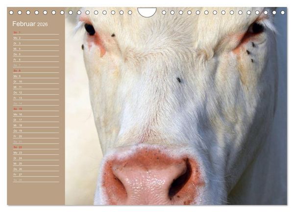 Produktbild: K&uuml;he / Geburtstagskalender (Wandkalender 2026 DIN A4 quer), CALVENDO Monatskalender