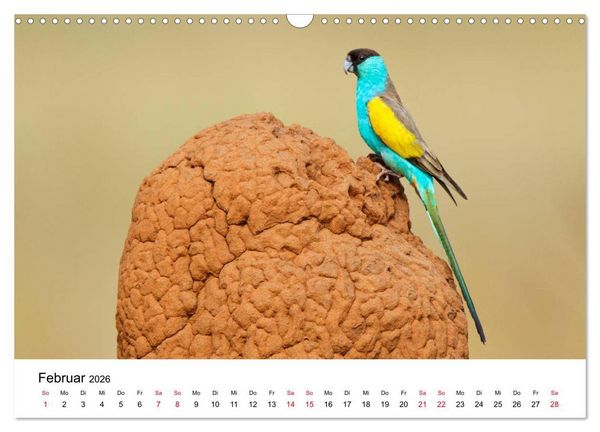 Produktbild: Australische Papageien (Wandkalender 2026 DIN A3 quer), CALVENDO Monatskalender