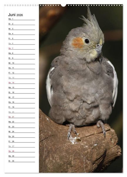 Produktbild: Der Nymphensittich-Terminplaner (hochwertiger Premium Wandkalender 2026 DIN A2 hoch), Kunstdruck in Hochglanz
