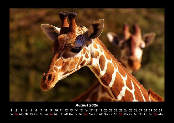 Produktbild: Giraffen 2026 Fotokalender DIN A3