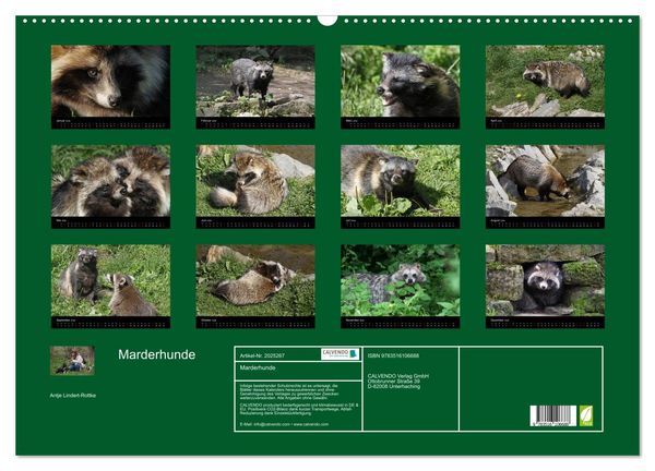 Produktbild: Marderhunde (Wandkalender 2026 DIN A2 quer), CALVENDO Monatskalender
