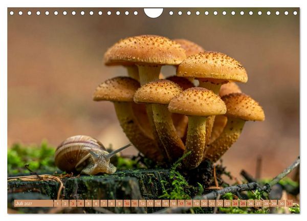 Produktbild: Pilzbesucher (Wandkalender 2027 DIN A4 quer), CALVENDO Monatskalender