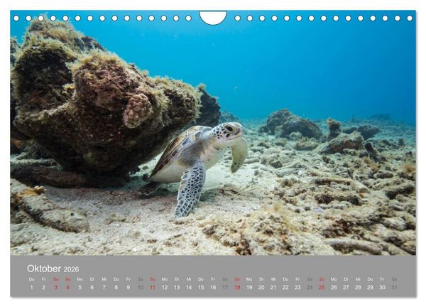 Produktbild: Meeresschildkr&ouml;ten der Karibik (Wandkalender 2026 DIN A4 quer), CALVENDO Monatskalender