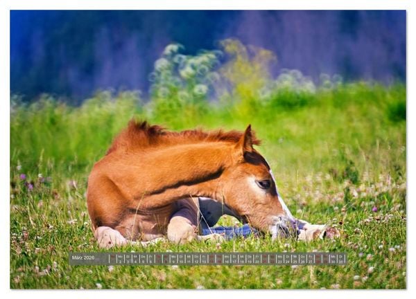 Produktbild: Die besonderen Haflinger-Pferde (Wandkalender 2026 DIN A3 quer), CALVENDO Monatskalender