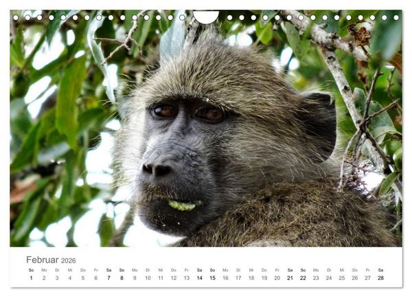 Produktbild: Afrika - Tiere im Kr&uuml;ger Nationalpark (Wandkalender 2026 DIN A4 quer), CALVENDO Monatskalender