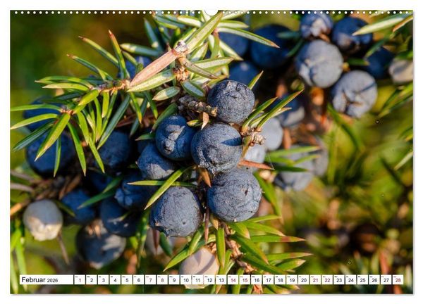 Produktbild: L&uuml;neburger Heide: Die Nordheide (hochwertiger Premium Wandkalender 2026 DIN A2 quer), Kunstdruck in Hochglanz