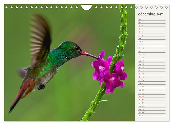 Produktbild: Colibris &ndash; &eacute;clats de nature (Calendrier mural 2027 DIN A4 vertical), CALVENDO calendrier mensuel