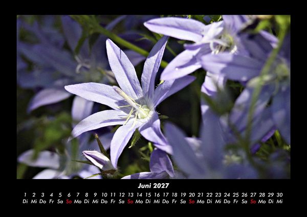 Produktbild: Blumenzauber 2027 Fotokalender DIN A3