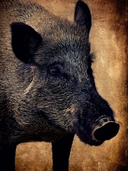 Produktbild: CALVENDO Puzzle Wildschwein | 1000 Teile Lege-Gr&ouml;&szlig;e 64x48cm Foto-Puzzle f&uuml;r gl&uuml;ckliche Stunden