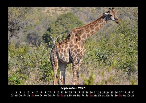 Produktbild: Giraffen 2026 Fotokalender DIN A3