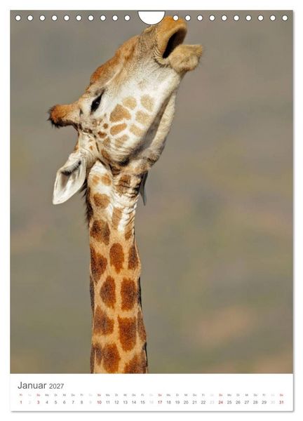 Produktbild: Magie des Augenblicks - Giraffen - Riesen der Savanne (Wandkalender 2027 DIN A4 hoch), CALVENDO Monatskalender