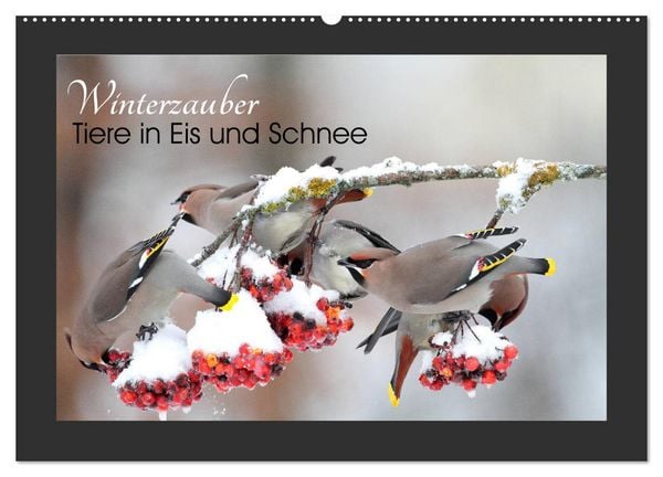 Produktbild: Winterzauber - Tiere in Eis und Schnee (Wandkalender 2026 DIN A2 quer), CALVENDO Monatskalender