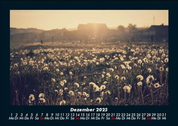 Produktbild: Blumentr&auml;ume 2025 Fotokalender DIN A5