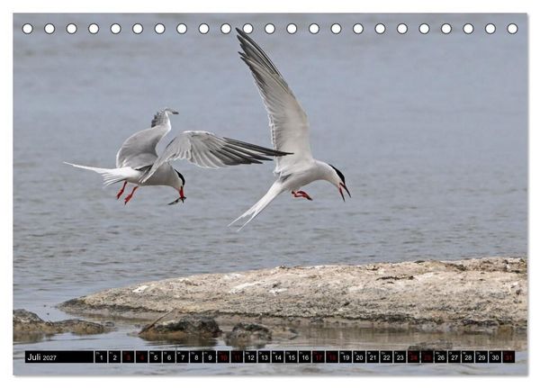 Produktbild: Mallorcas V&ouml;gel (Tischkalender 2027 DIN A5 quer), CALVENDO Monatskalender