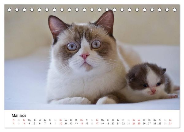 Produktbild: Briten B&auml;rchen &ndash; Britsch Kurzhaar 2026 (Tischkalender 2026 DIN A5 quer), CALVENDO Monatskalender