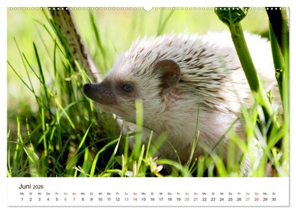 Produktbild: Igel 2026. Tierische Impressionen (hochwertiger Premium Wandkalender 2026 DIN A2 quer), Kunstdruck in Hochglanz