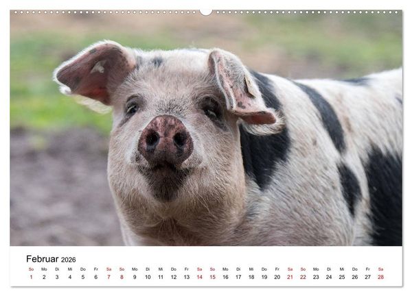 Produktbild: Alte Nutztierrassen 2026 (Wandkalender 2026 DIN A2 quer), CALVENDO Monatskalender