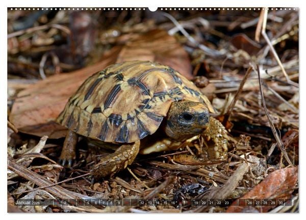 Produktbild: Reptilien auf Madagaskar (hochwertiger Premium Wandkalender 2026 DIN A2 quer), Kunstdruck in Hochglanz
