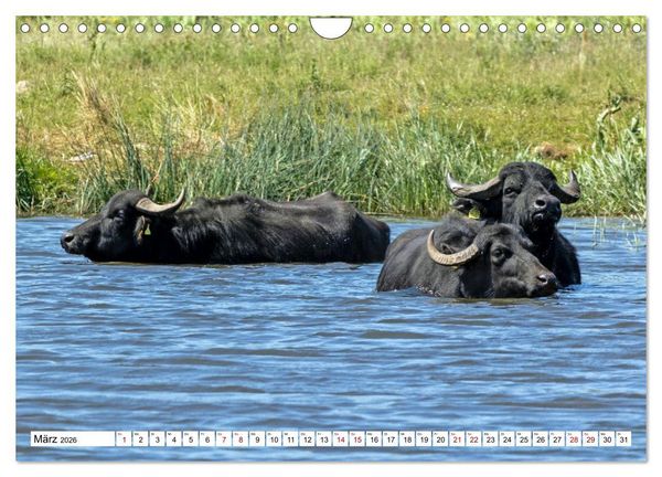 Produktbild: Moin Nordfriesland - Urlaub an der Nordseek&uuml;ste (Wandkalender 2026 DIN A4 quer), CALVENDO Monatskalender