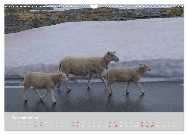 Produktbild: Ganz sch&ouml;n Schaf (Wandkalender 2026 DIN A3 quer), CALVENDO Monatskalender