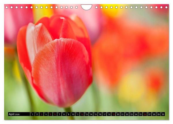 Produktbild: BLUMEN Zauber der Farben und Formen (Wandkalender 2026 DIN A4 quer), CALVENDO Monatskalender