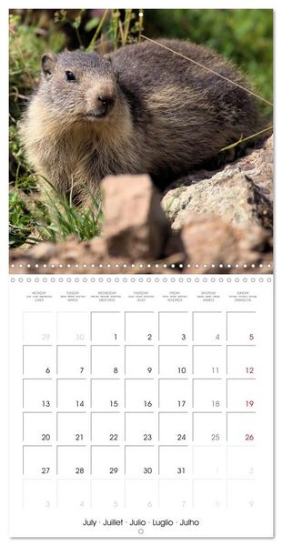 Produktbild: Deux &eacute;t&eacute;s en Vall&eacute;e d'Ossau (Calendrier mural carr&eacute; 2026 30x30 cm) Calendrier double avec une page pour vos prises de notes