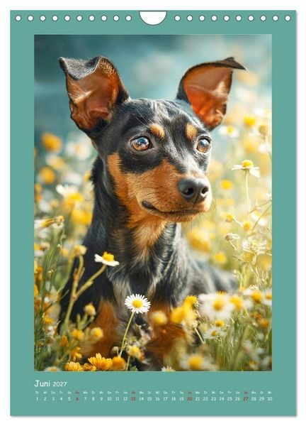 Produktbild: Mini-Pinscher. Kleine Hunde in sch&ouml;nen Momenten (Wandkalender 2027 DIN A4 hoch), CALVENDO Monatskalender