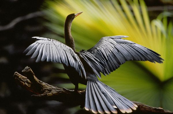 Produktbild: Amazonia - Abenteuer im Regenwald