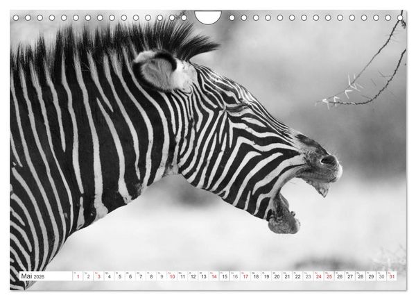 Produktbild: Emotionale Momente: Zebras - black & white. (Wandkalender 2026 DIN A4 quer), CALVENDO Monatskalender