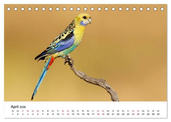 Produktbild: Australische Papageien (Tischkalender 2026 DIN A5 quer), CALVENDO Monatskalender