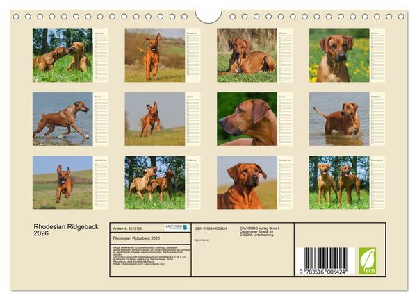 Produktbild: Rhodesian Ridgeback 2026 (Wandkalender 2026 DIN A4 quer), CALVENDO Monatskalender