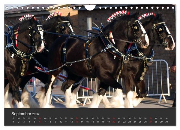 Produktbild: Shire Horse &bull; Prunkvolle Giganten (Wandkalender 2026 DIN A4 quer), CALVENDO Monatskalender